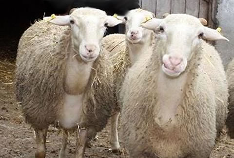 Adaklık Koyun, Kurbanlık Koyun Kurbanlik fiyatlari